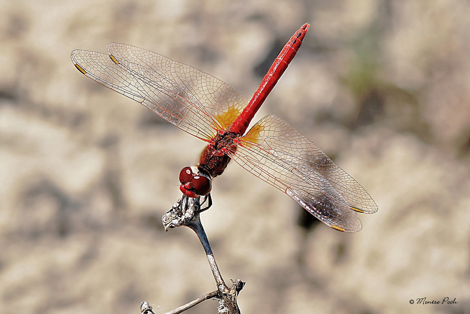 Male Sympetrum fonscolombii Photo